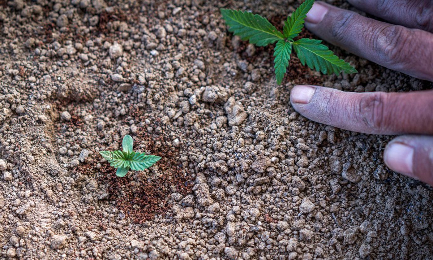 Грунт открытый москва. Земля для конопляных растений. Почва для марихуаны. Посев конопли. Грунт для марихуаны.