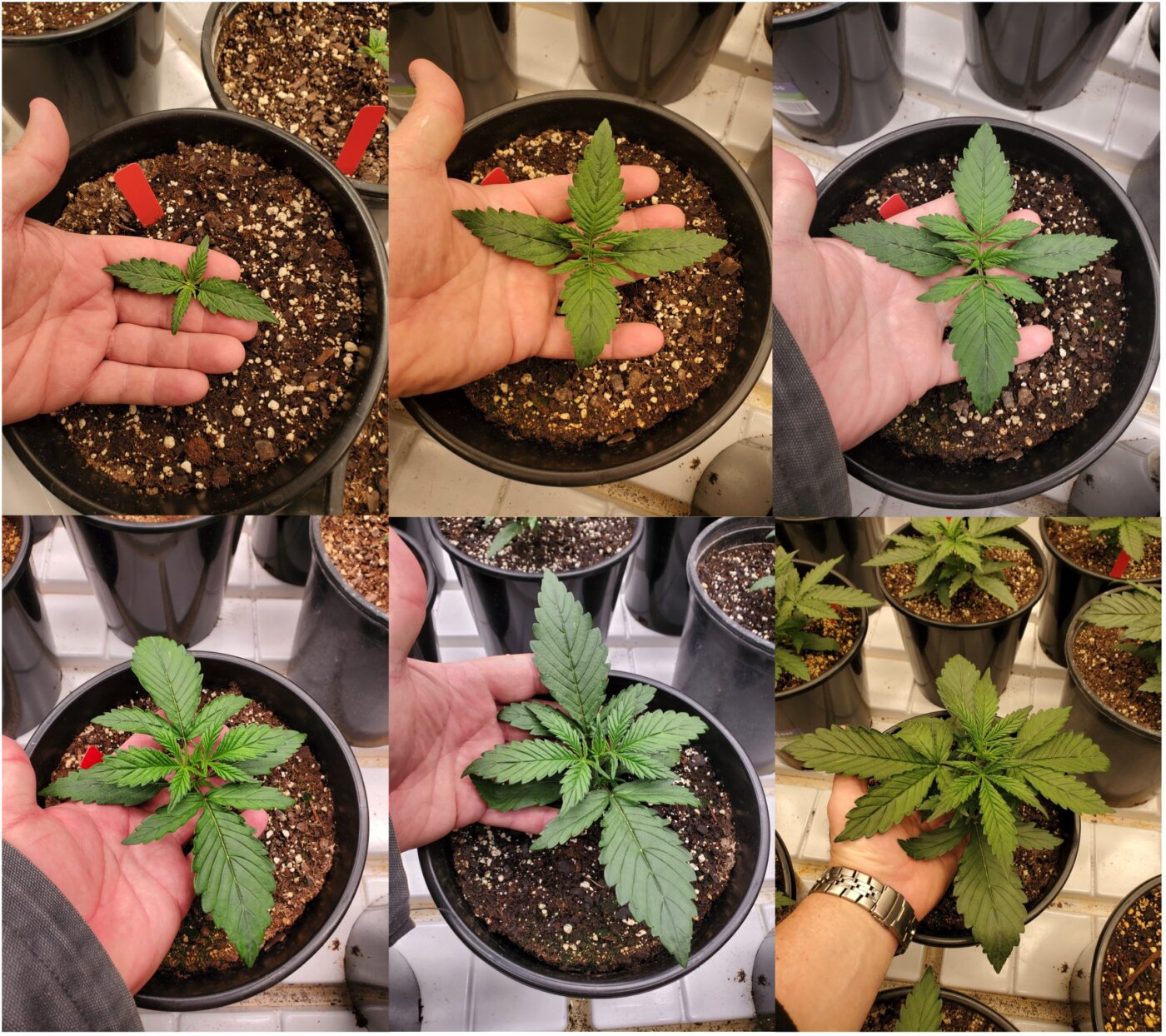 small cannabis plants