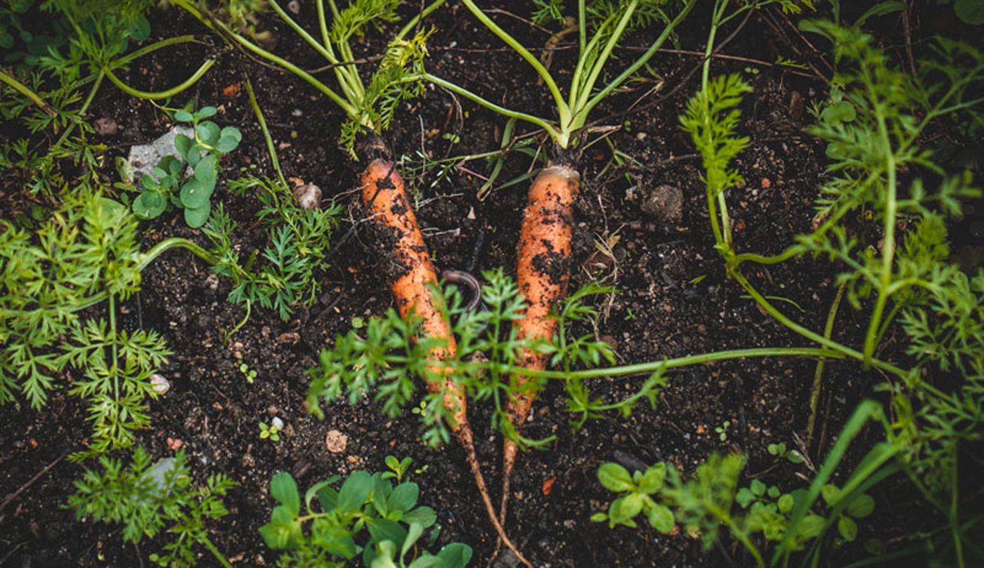 No Till Carrots Garden