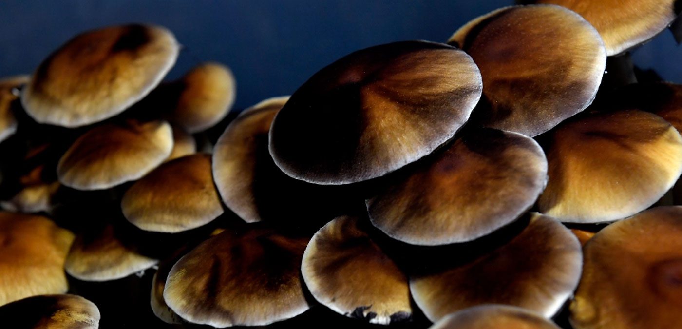 Oregon’s New Psilocybin Rules • Grow Magazine