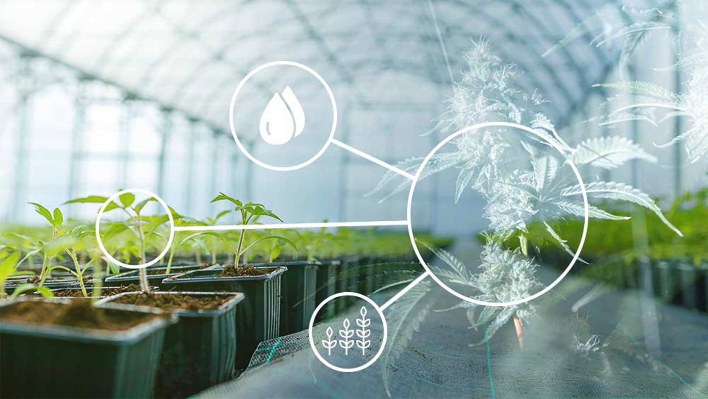Growing Marijuana In A Greenhouse