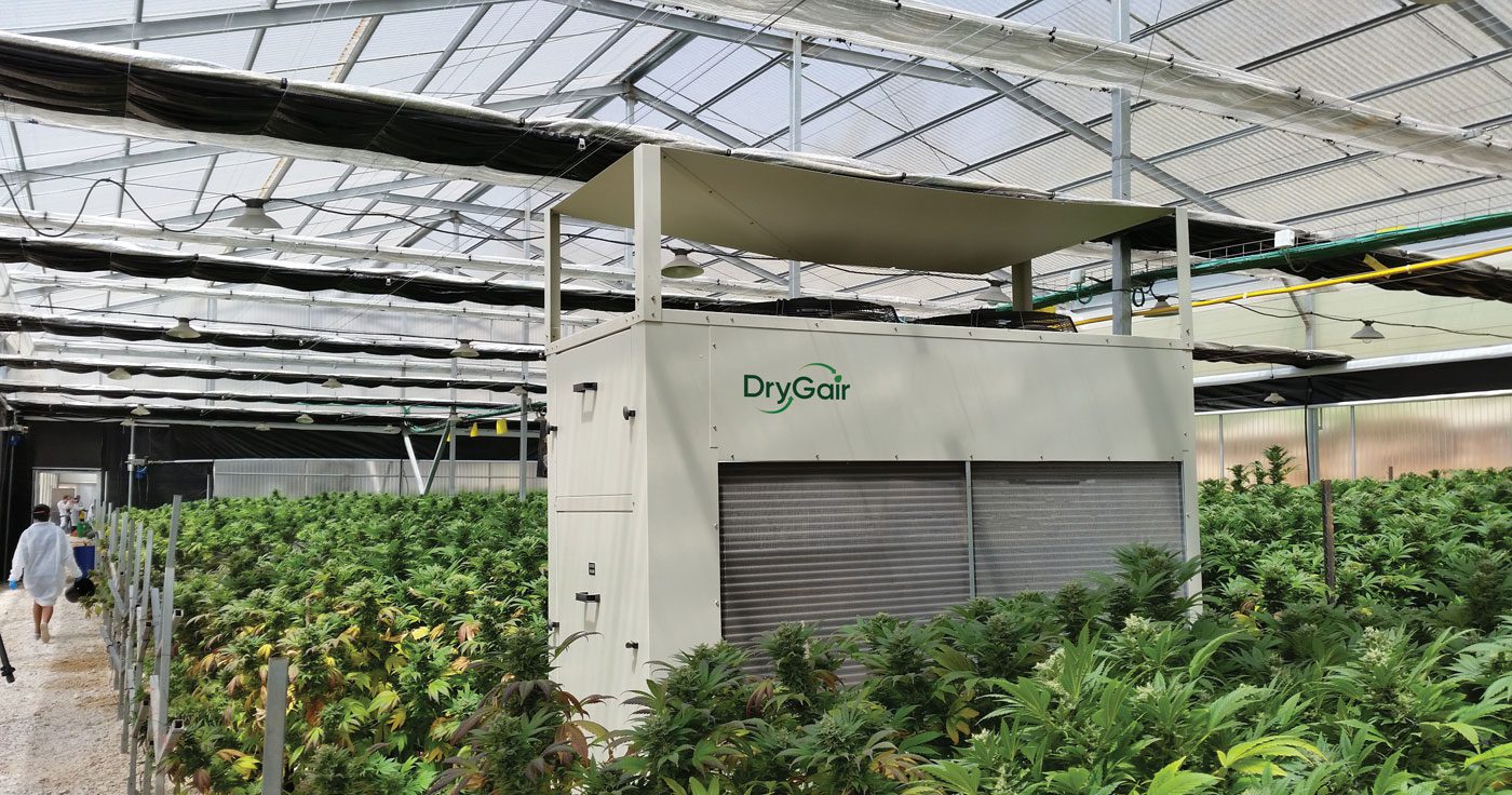 DryGair In Cannabis Greenhouse