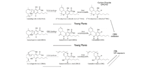 Cannabis Molecular Formula