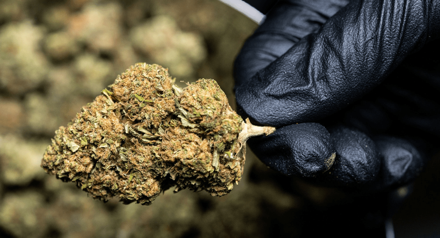 Cannabis Bud Jar Unsplash