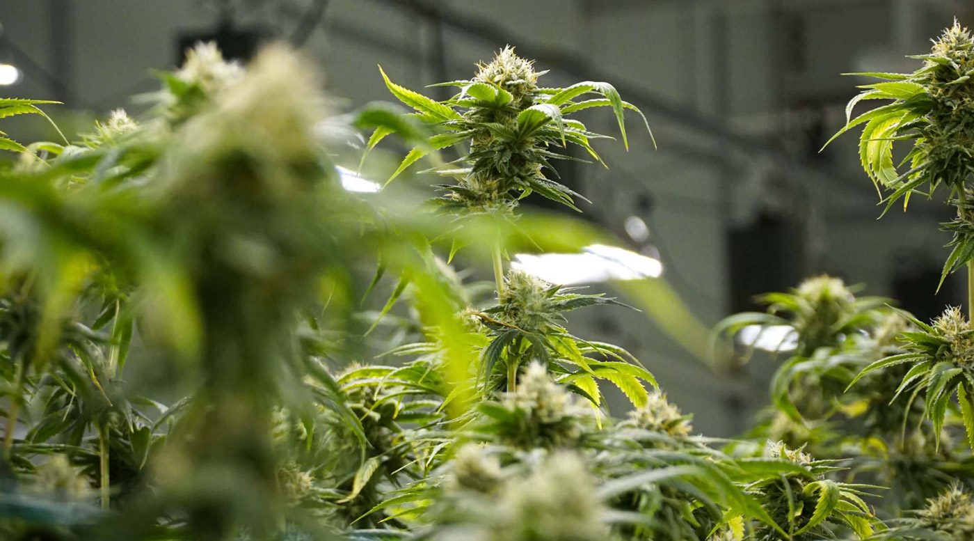 Cannabis Grow Room Dehumidifier Scaled 1