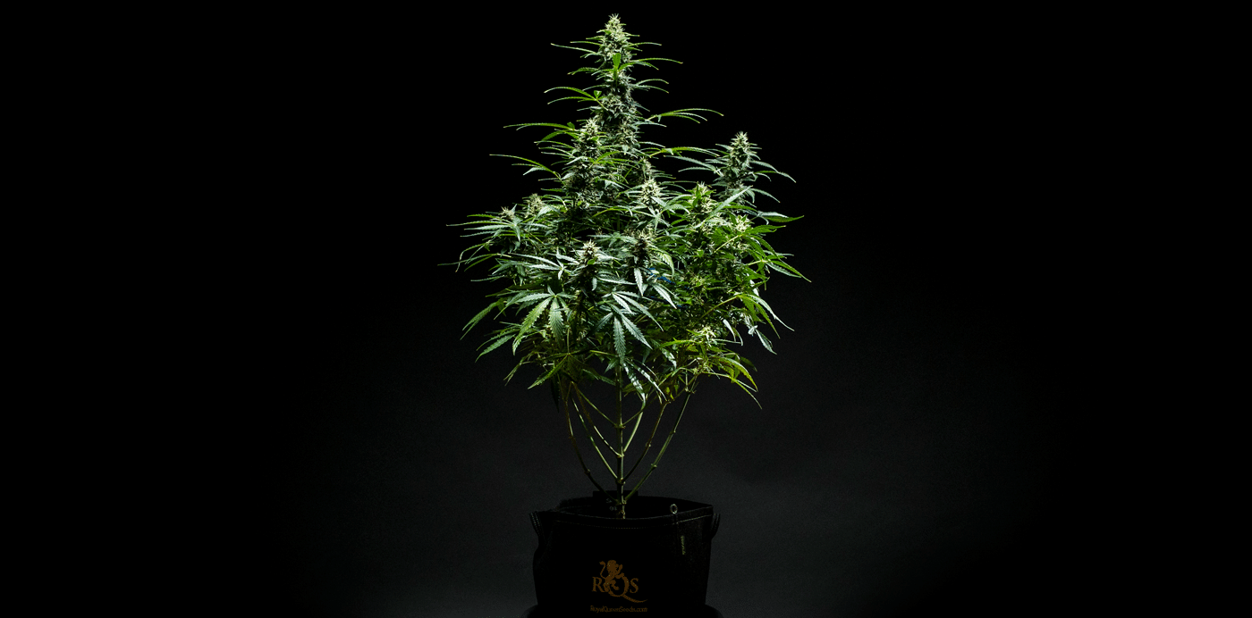 Late Stage Flower Courtesy Royal Queen Seeds 3