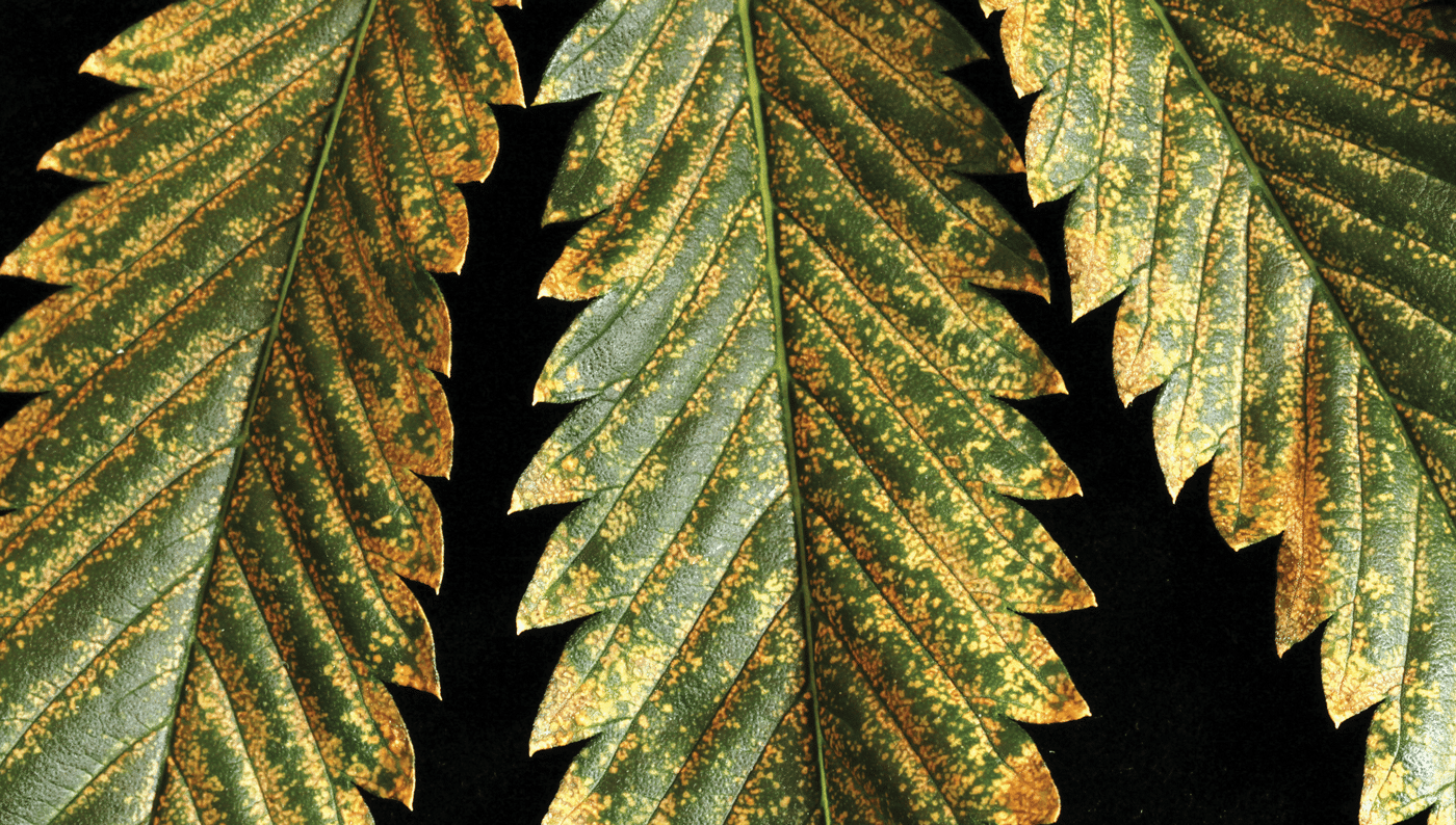 Zinc Deficiency Photo By Mel Frank